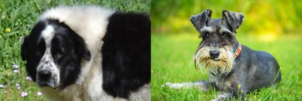 Schnauzer vs Greek Sheepdog - Breed Comparison