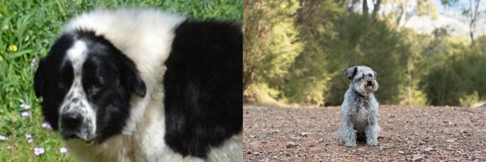 Schnoodle vs Greek Sheepdog - Breed Comparison
