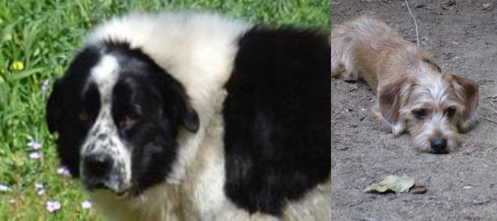 Schweenie vs Greek Sheepdog - Breed Comparison