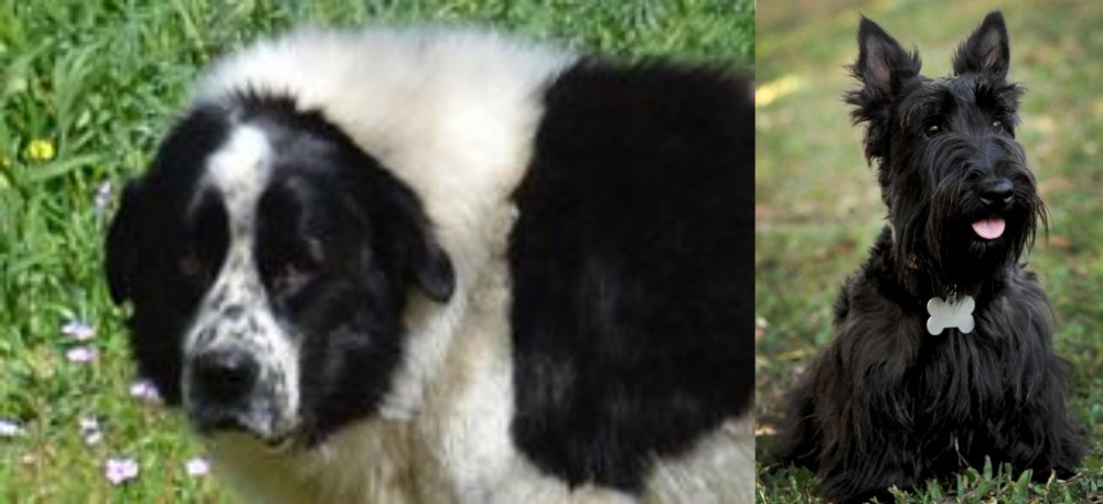 Scoland Terrier vs Greek Sheepdog - Breed Comparison
