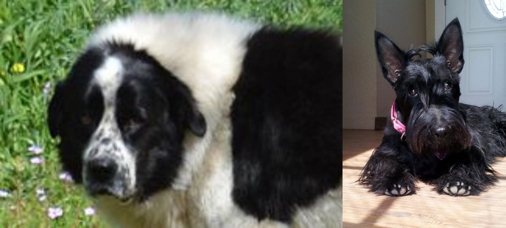 Scottish Terrier vs Greek Sheepdog - Breed Comparison