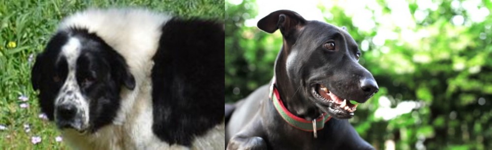 Shepard Labrador vs Greek Sheepdog - Breed Comparison
