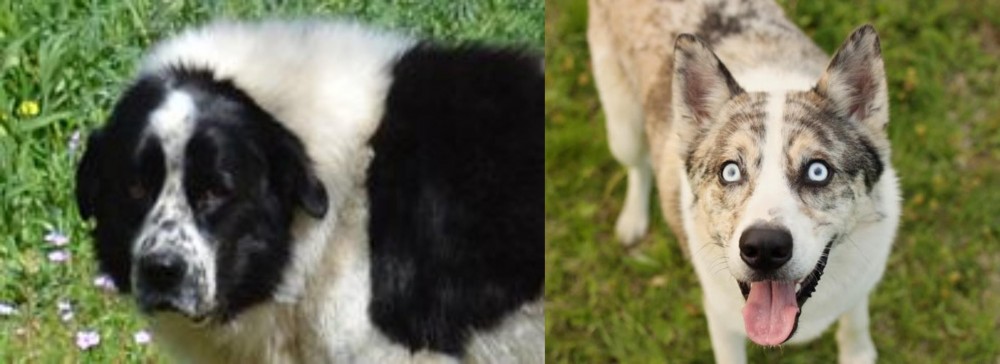 Shepherd Husky vs Greek Sheepdog - Breed Comparison