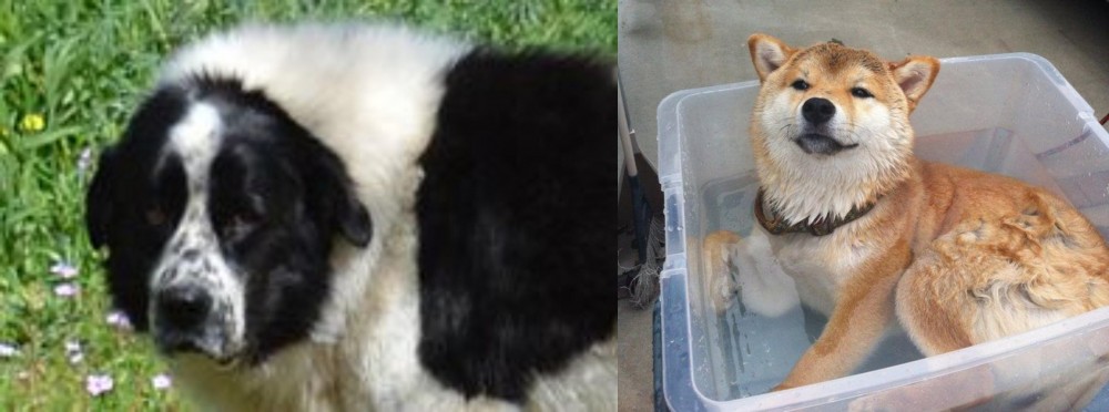 Shiba Inu vs Greek Sheepdog - Breed Comparison