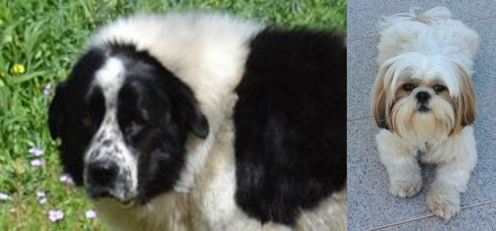Shih Tzu vs Greek Sheepdog - Breed Comparison