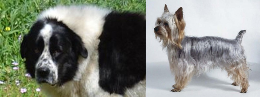 Silky Terrier vs Greek Sheepdog - Breed Comparison