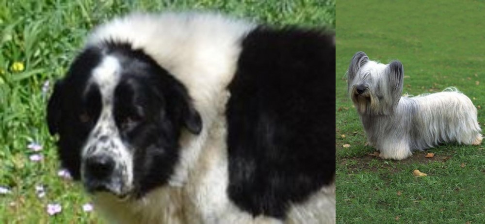 Skye Terrier vs Greek Sheepdog - Breed Comparison