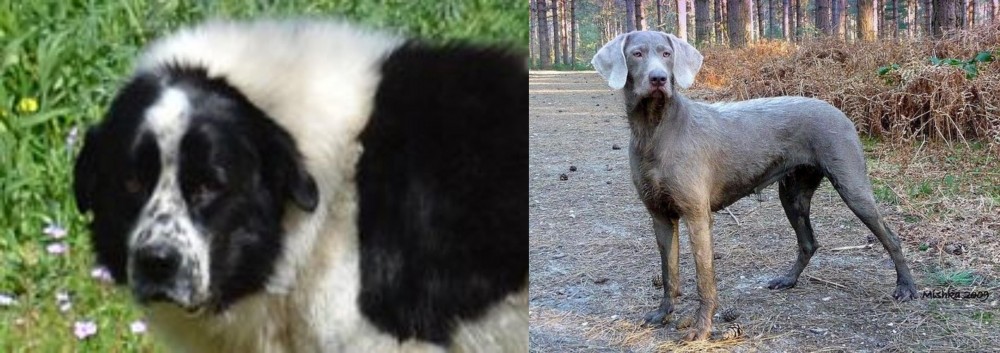 Slovensky Hrubosrsty Stavac vs Greek Sheepdog - Breed Comparison