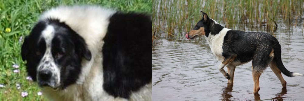 Smooth Collie vs Greek Sheepdog - Breed Comparison