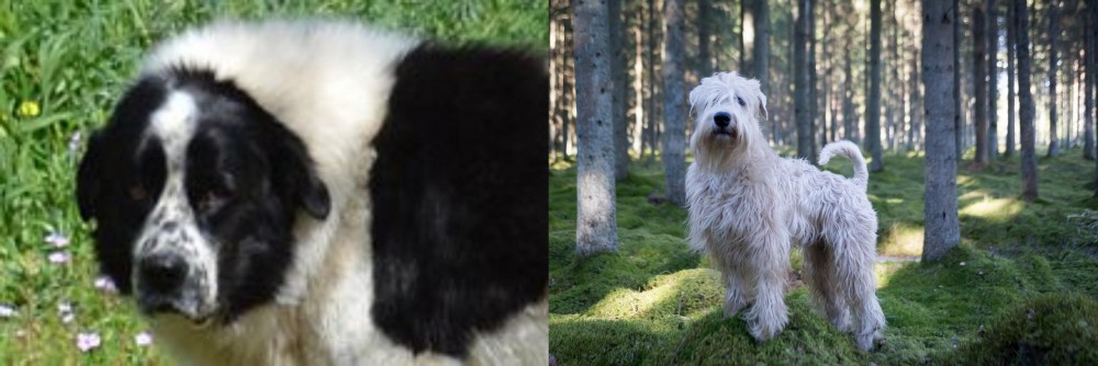 Soft-Coated Wheaten Terrier vs Greek Sheepdog - Breed Comparison