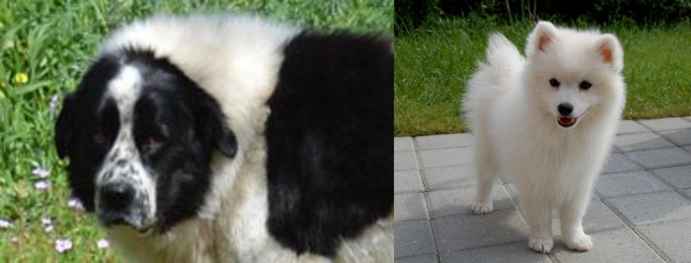 Spitz vs Greek Sheepdog - Breed Comparison