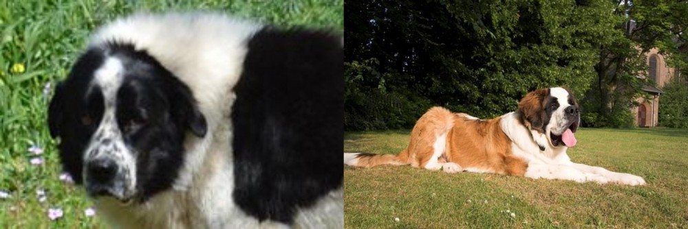 St. Bernard vs Greek Sheepdog - Breed Comparison