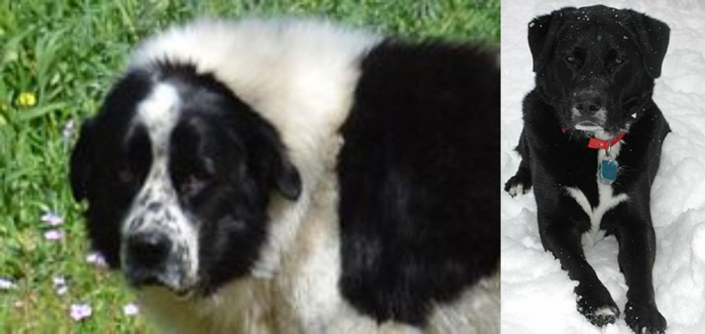 St. John's Water Dog vs Greek Sheepdog - Breed Comparison