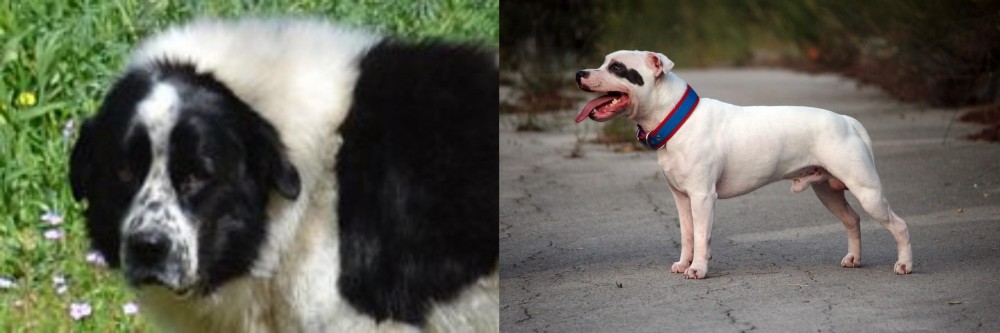 Staffordshire Bull Terrier vs Greek Sheepdog - Breed Comparison