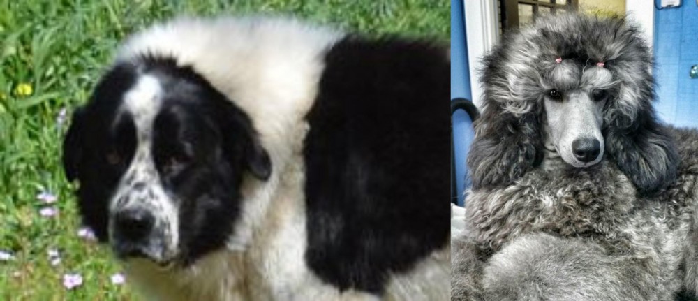 Standard Poodle vs Greek Sheepdog - Breed Comparison