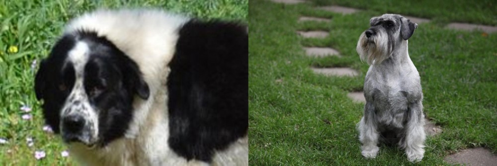 Standard Schnauzer vs Greek Sheepdog - Breed Comparison
