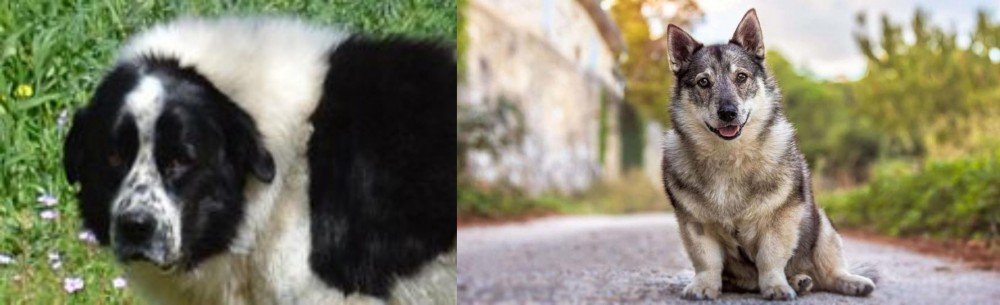 Swedish Vallhund vs Greek Sheepdog - Breed Comparison