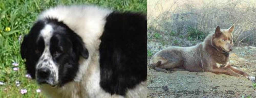 Tahltan Bear Dog vs Greek Sheepdog - Breed Comparison