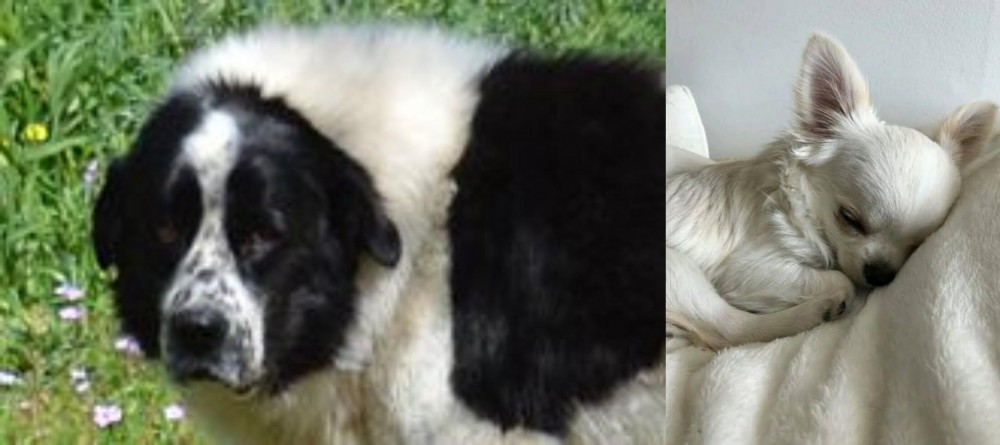 Tea Cup Chihuahua vs Greek Sheepdog - Breed Comparison