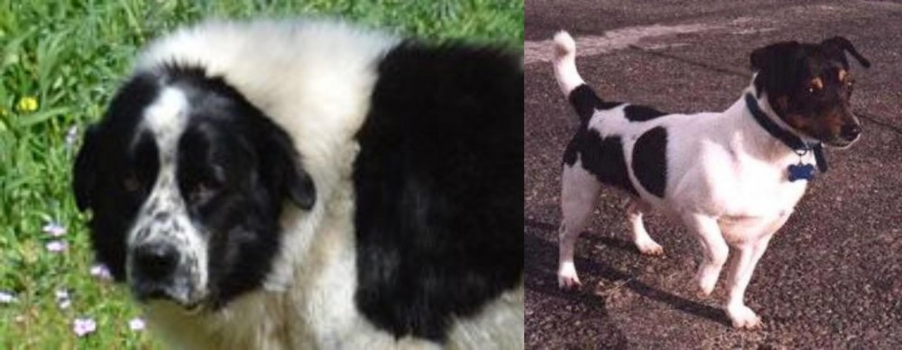 Teddy Roosevelt Terrier vs Greek Sheepdog - Breed Comparison
