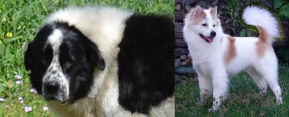 Thai Bangkaew vs Greek Sheepdog - Breed Comparison