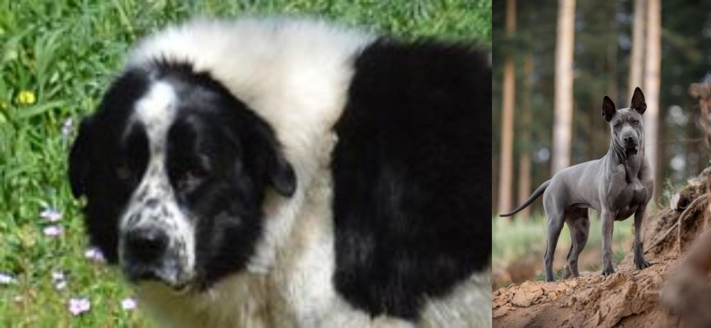 Thai Ridgeback vs Greek Sheepdog - Breed Comparison