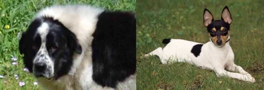 Toy Fox Terrier vs Greek Sheepdog - Breed Comparison