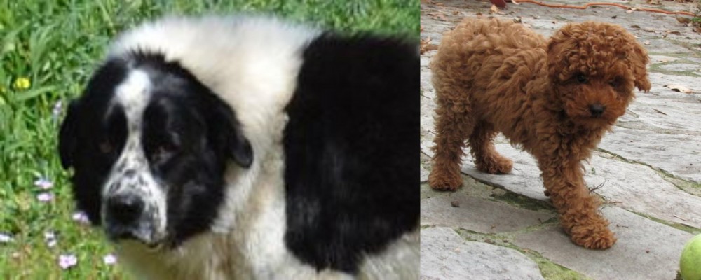 Toy Poodle vs Greek Sheepdog - Breed Comparison