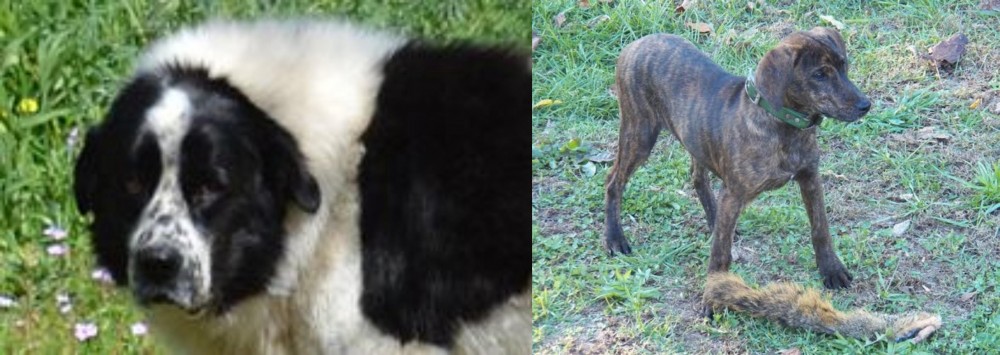 Treeing Cur vs Greek Sheepdog - Breed Comparison