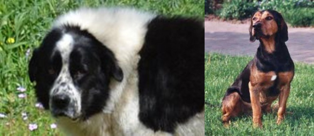 Tyrolean Hound vs Greek Sheepdog - Breed Comparison