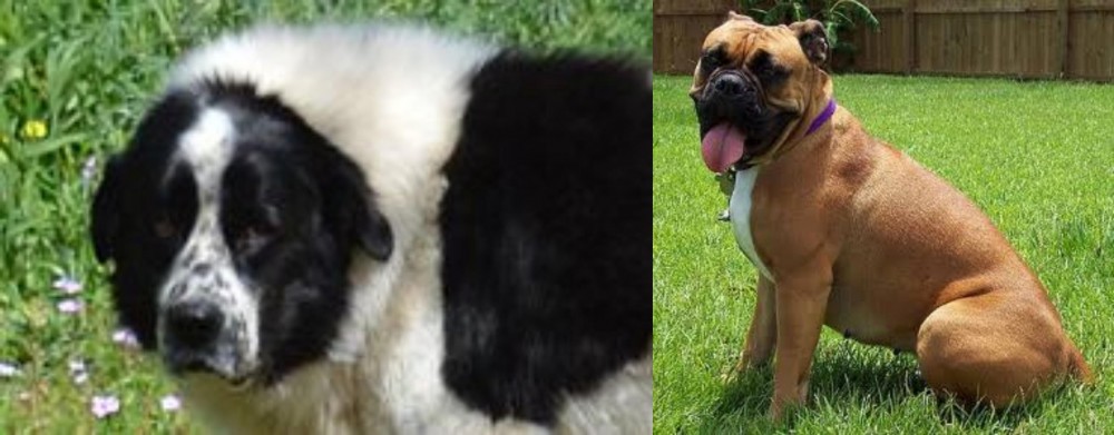 Valley Bulldog vs Greek Sheepdog - Breed Comparison