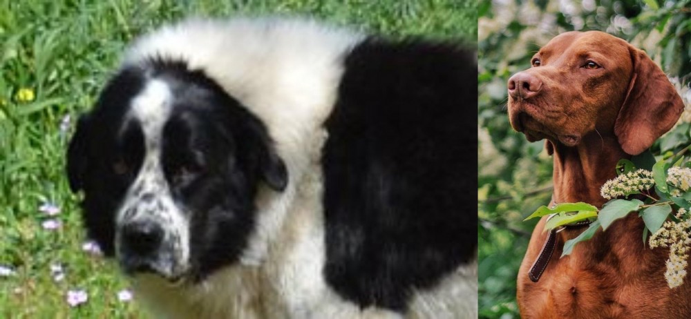 Vizsla vs Greek Sheepdog - Breed Comparison