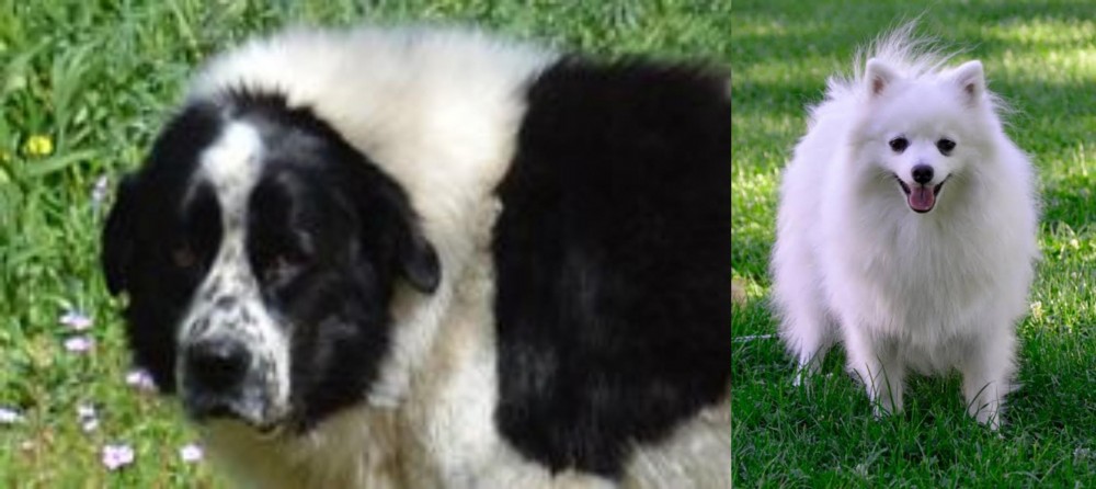 Volpino Italiano vs Greek Sheepdog - Breed Comparison