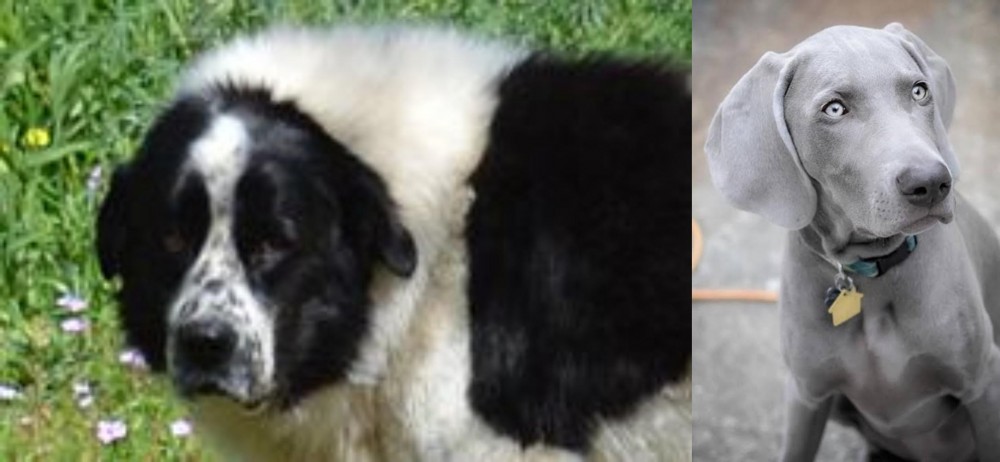 Weimaraner vs Greek Sheepdog - Breed Comparison