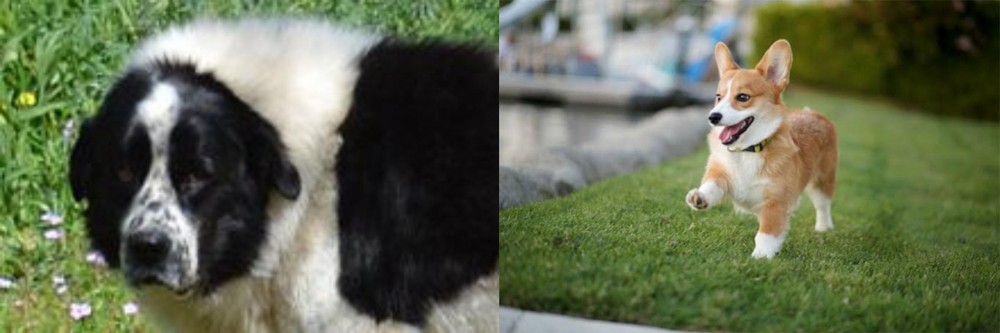 Welsh Corgi vs Greek Sheepdog - Breed Comparison