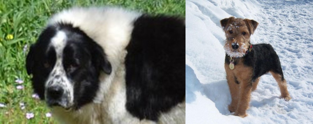 Welsh Terrier vs Greek Sheepdog - Breed Comparison
