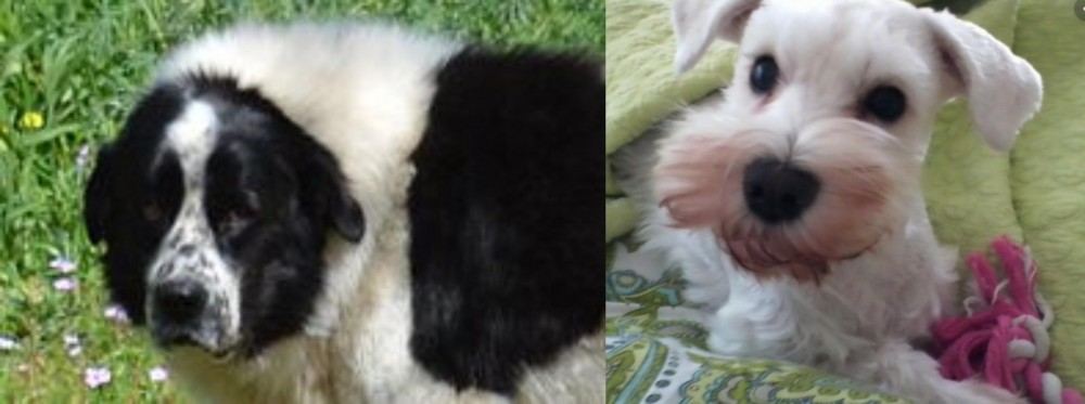 White Schnauzer vs Greek Sheepdog - Breed Comparison