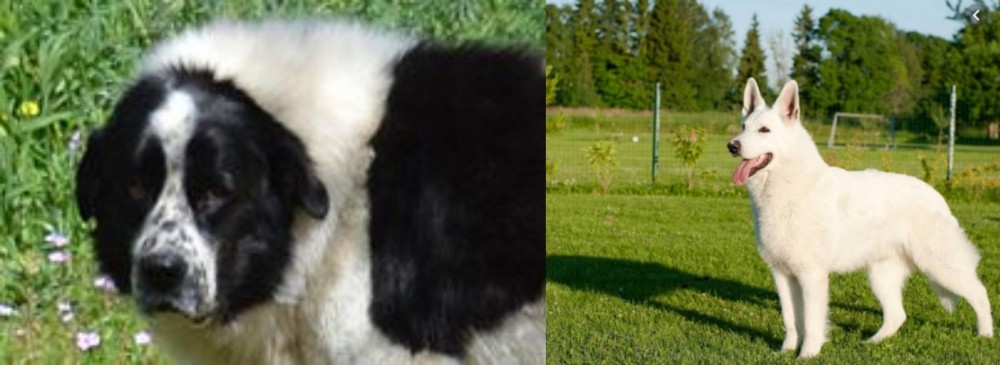 White Shepherd vs Greek Sheepdog - Breed Comparison