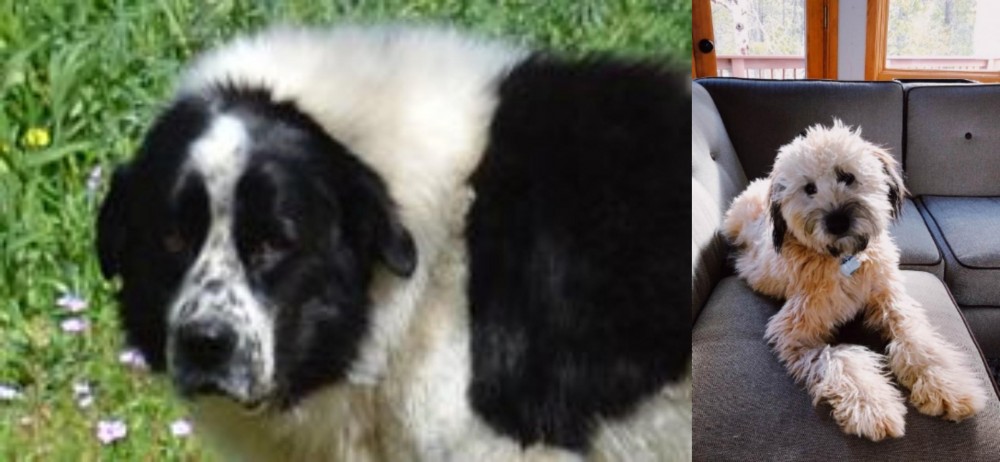 Whoodles vs Greek Sheepdog - Breed Comparison