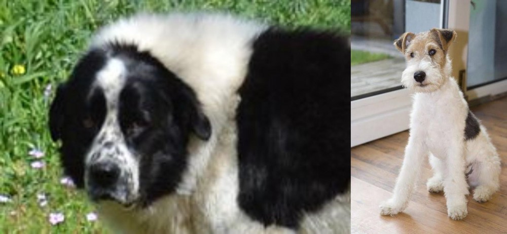 Wire Fox Terrier vs Greek Sheepdog - Breed Comparison