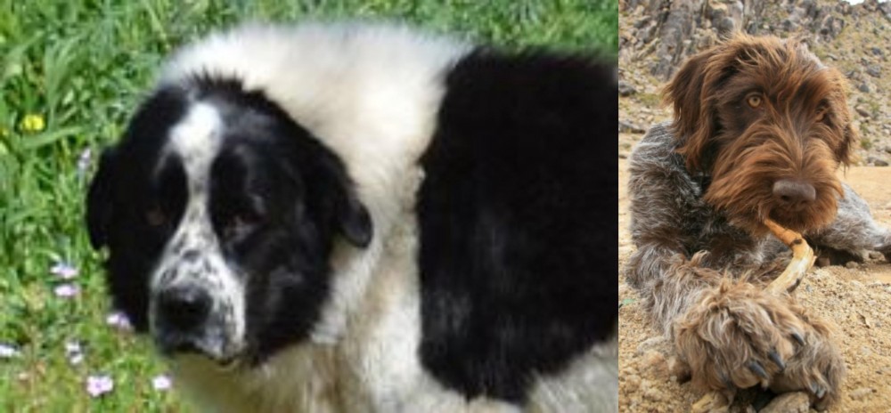 Wirehaired Pointing Griffon vs Greek Sheepdog - Breed Comparison