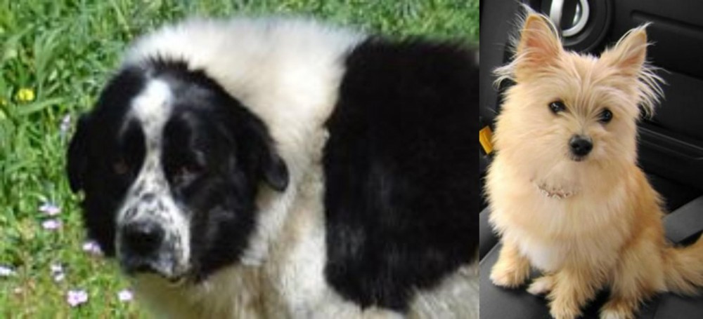 Yoranian vs Greek Sheepdog - Breed Comparison