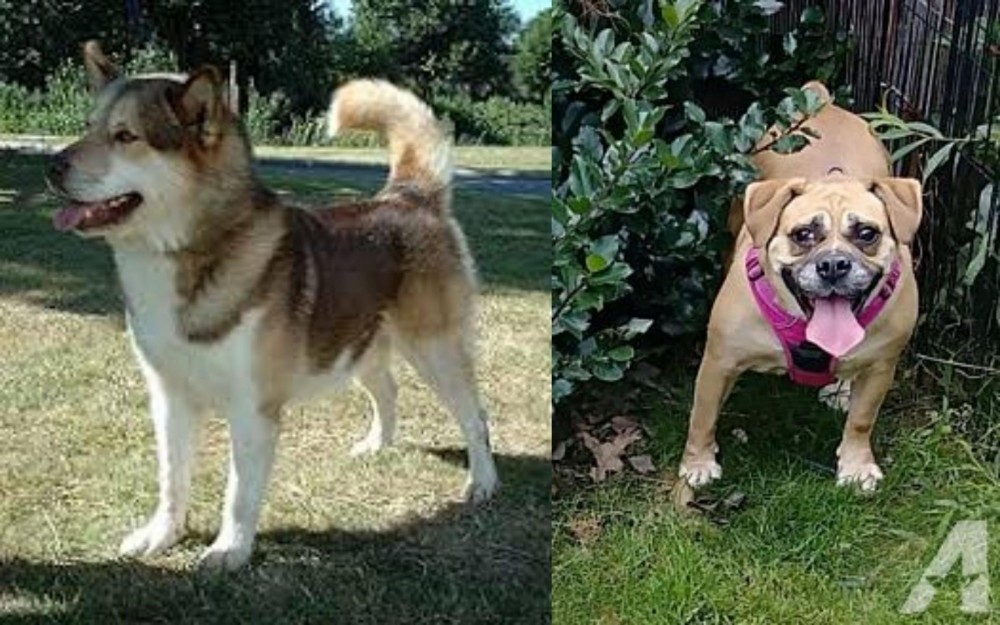 Beabull vs Greenland Dog - Breed Comparison