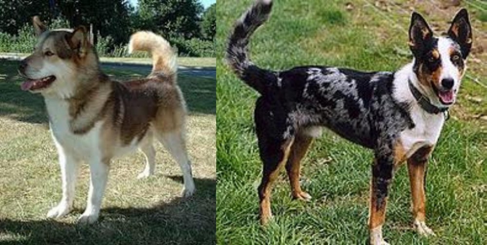 German Coolie vs Greenland Dog - Breed Comparison