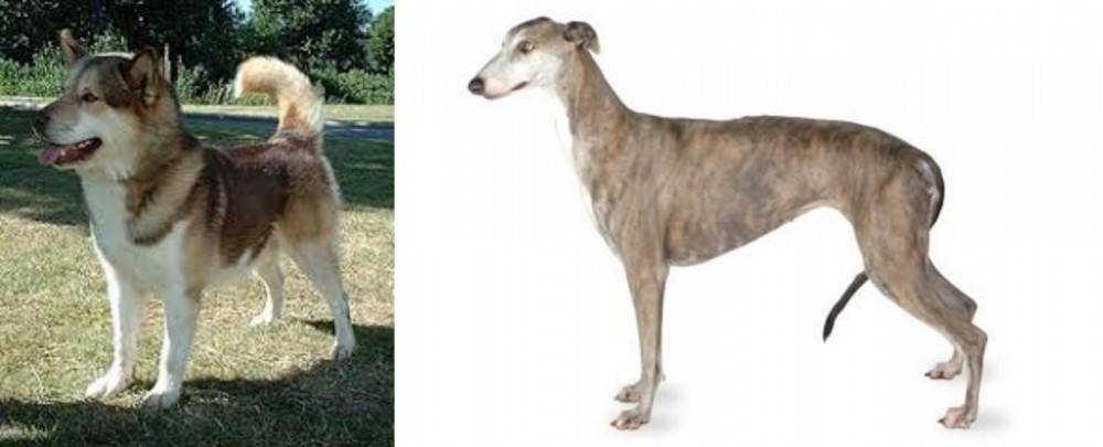Greyhound vs Greenland Dog - Breed Comparison
