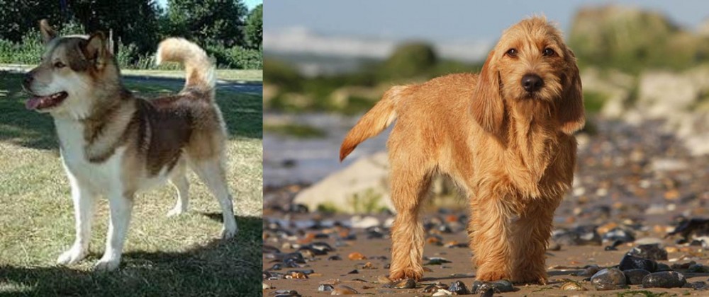 Griffon Fauve de Bretagne vs Greenland Dog - Breed Comparison
