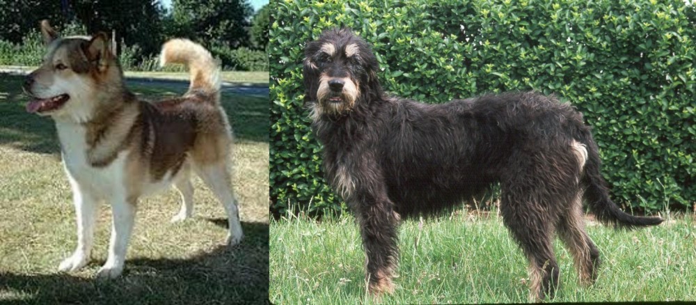 Griffon Nivernais vs Greenland Dog - Breed Comparison