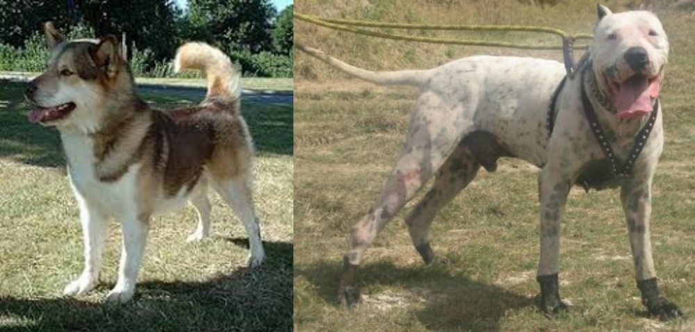 Gull Dong vs Greenland Dog - Breed Comparison