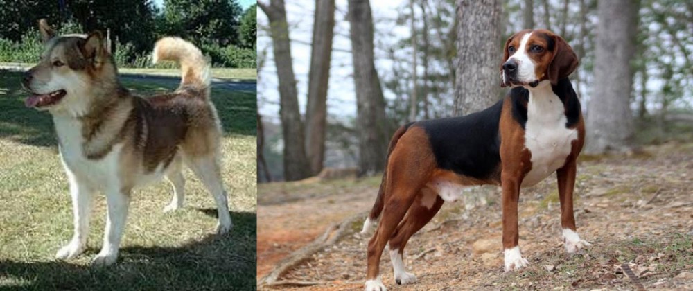 Hamiltonstovare vs Greenland Dog - Breed Comparison