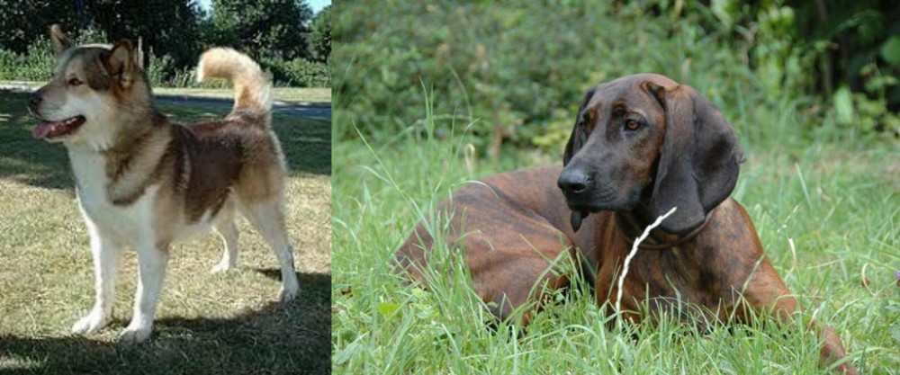 Hanover Hound vs Greenland Dog - Breed Comparison